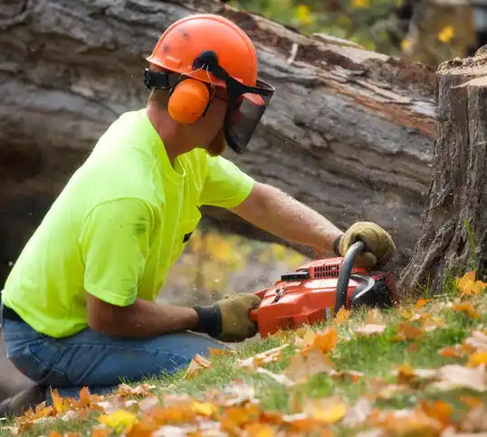 tree services La Mesilla